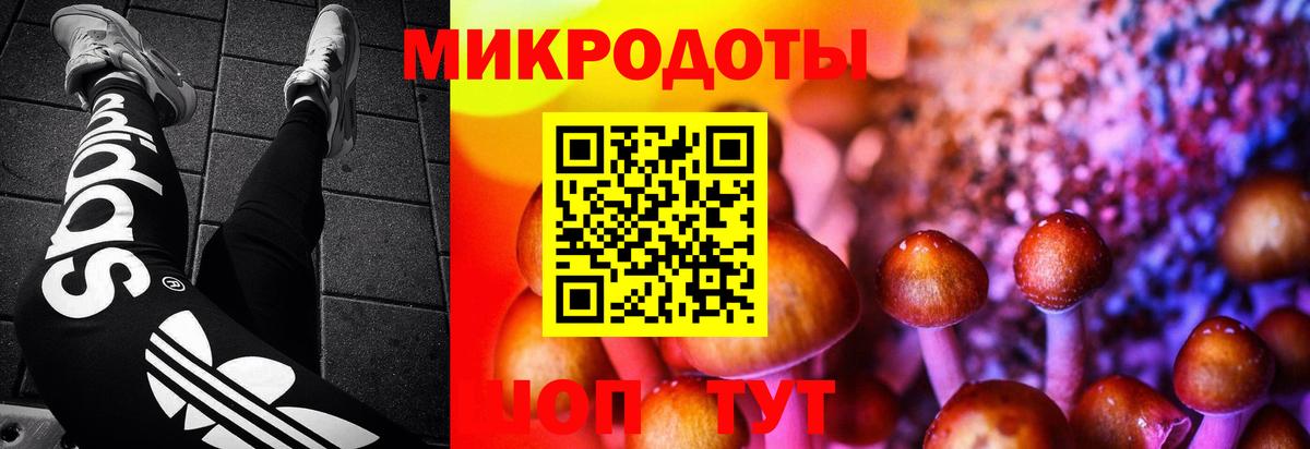 Псилоцибиновые грибы Cubensis Алейск